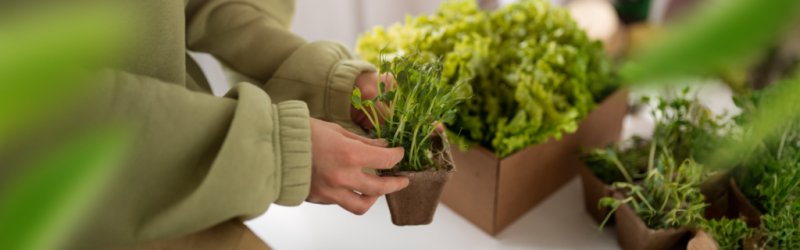 horta organica em casa ou apartamento dicas praticas para iniciantes